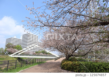 新横浜　鶴見川・三角橋　桜の季節 125074857
