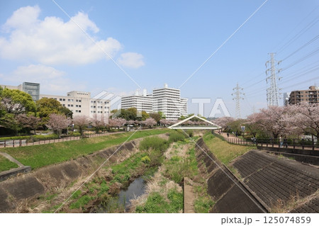 新横浜　鶴見川・三角橋　桜の季節 125074859