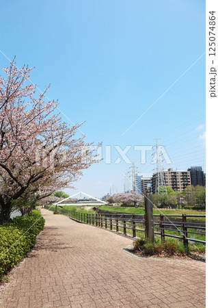 新横浜 鶴見川・三角橋 桜の季節 新横浜 鶴見川・三角橋 桜の季節 125074864