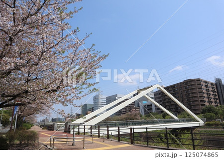 新横浜 鶴見川・三角橋 桜の季節 新横浜 鶴見川・三角橋 桜の季節 125074865