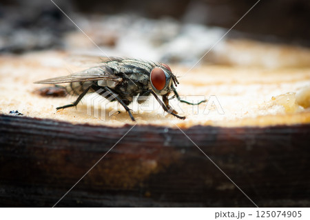 Close-up of a common housefly with red eyes feeding on a banana, captured in sharp detail with a soft blurred background. 125074905