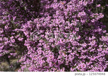 ジャノメエリカ（ツツジ科）クロシベエリカ 125074948