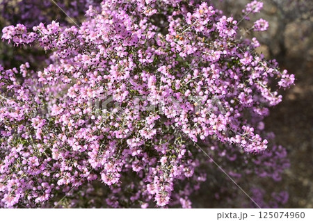 ジャノメエリカ(ツツジ科)クロシベエリカ ジャノメエリカ(ツツジ科)クロシベエリカ 125074960