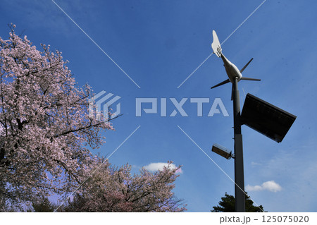 風力とソーラーパネルの街灯と桜_02 125075020