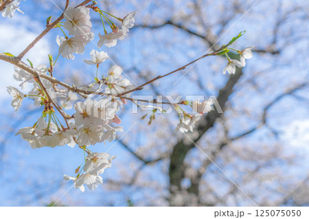 青空に映える満開の桜 青空に映える満開の桜 125075050
