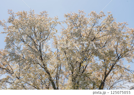青空に映える満開の桜 青空に映える満開の桜 125075055