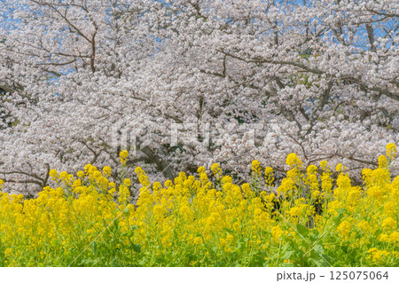 青空に映える満開の桜 125075064
