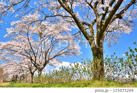 栃木県那須塩原市　満開の桜並木 125075204