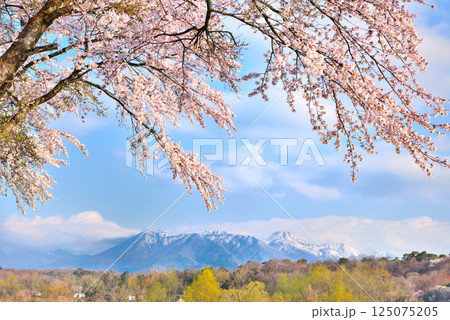 栃木県那須塩原市 満開の桜と那須岳の風景 栃木県那須塩原市 満開の桜と那須岳の風景 125075205