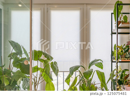 White roller blinds with houseplants 125075481