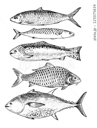 Vector illustration set of hand drawn fish in black and white. This vintage style sketch features various seafood species like tuna, herring, and trout, perfect for restaurant menus, kitchen decor 125075634