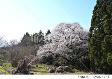 細野の彼岸桜 125075724