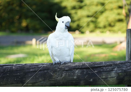 Wild parrots in Sydney, Australia 125075780