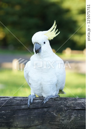 Wild parrots in Sydney, Australia 125075781