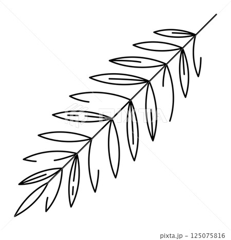 Illustration of coconut palm leaf. Decorative image of tropical foliage and plant. 125075816