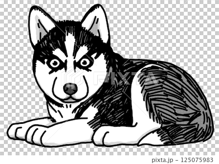 西伯利亞哈士奇小狗黑白透明背景 西伯利亞哈士奇小狗黑白透明背景 125075983