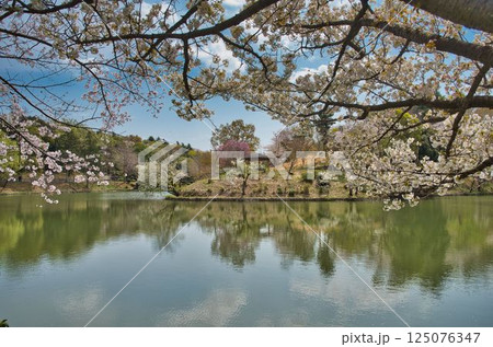 対岸の桜山をのぞむ 125076347