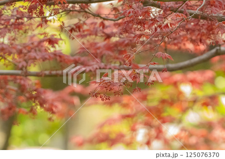 鮮やかな紅葉 125076370
