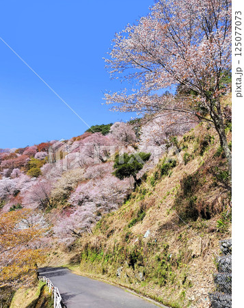世界遺産　吉野大峯の満開の桜 125077073