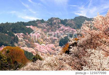 世界遺産　吉野大峯の満開の桜 125077090