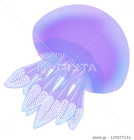 カラージェリーフィッシュ_紫 125077132