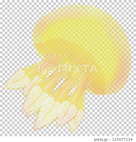 水母顏色_黃色 水母顏色_黃色 125077134