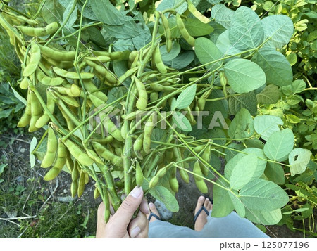 枝つき枝豆を持つ手 125077196