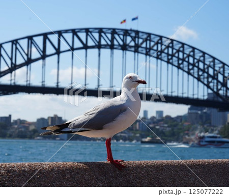Seagull standing with the Harbour Bridge in the background 125077222