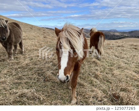汐首山の野生馬 汐首山の野生馬 125077265