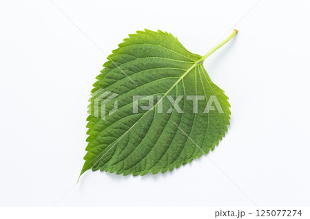 大葉（青じそ） 125077274