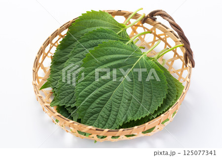 大葉（青じそ） 125077341