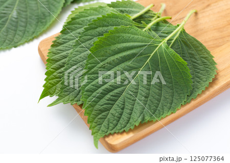 大葉（青じそ） 125077364