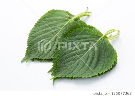 大葉（青じそ） 125077368