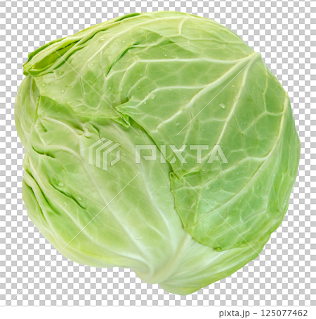 raw cabbage isolated. raw cabbage isolated. 125077462