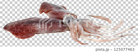 raw squid isolated raw squid isolated 125077463