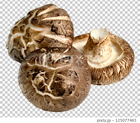 Shiitake Mushrooms isolated Shiitake Mushrooms isolated 125077465