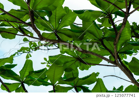 Bright background of tropical leaves on a Thai beach 125077741