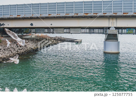 浜松市にある天竜浜名湖鉄道の浜名湖佐久米駅で飛び交うカモメたちの風景(静岡県) 125077755