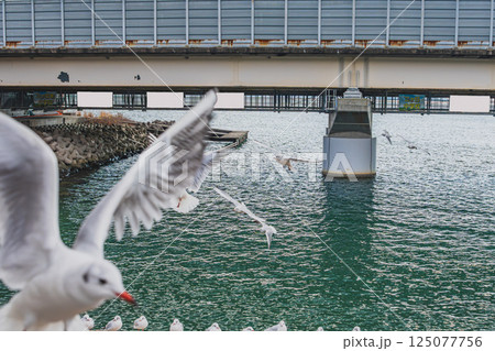 浜松市にある天竜浜名湖鉄道の浜名湖佐久米駅で飛び交うカモメたちの風景(静岡県) 125077756
