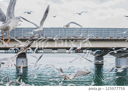浜松市にある天竜浜名湖鉄道の浜名湖佐久米駅で飛び交うカモメたちの風景(静岡県) 125077758