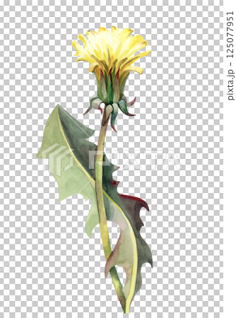 A yellow opening dandelion bud with a green leaf. Watercolor wildflower isolated on a white background. Botanical illustration. A yellow opening dandelion bud with a green leaf. Watercolor wildflower isolated on a white background. Botanical illustration. 125077951