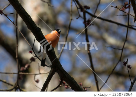 Eurasian bullfinch (Pyrrhula pyrrhula) small passerine bird 125078064