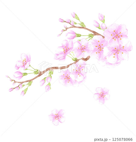 Hand drawn watercolor cherry blossom branch composition. Illustration of flowers isolated on white background. Can be used for postcard, label, scrapbook and other printed products. 125078066