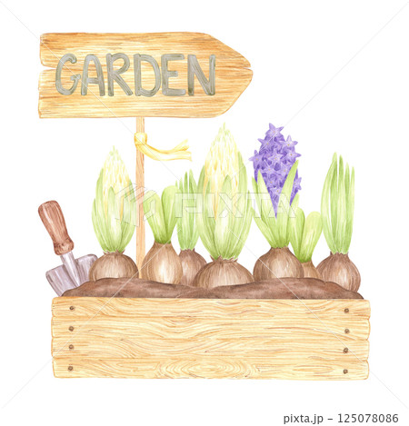 Hand drawn watercolor blooming hyacinth bulbs with green leaves in box with a shovel, flowers isolated on white background. Can be used for postcard, label, scrapbook and other printed products. Hand drawn watercolor blooming hyacinth bulbs with green leaves in box with a shovel, flowers isolated on white background. Can be used for postcard, label, scrapbook and other printed products. 125078086