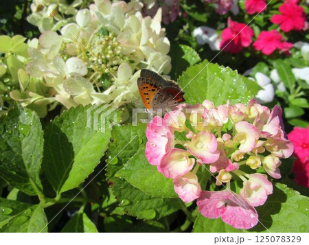 ガクアジサイとベニシジミ蝶のアップ ガクアジサイとベニシジミ蝶のアップ 125078329