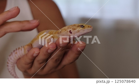 A close-up of a leopard gecko resting in gentle hands, highlighting its vibrant colors and intricate textures. This image celebrates exotic pets and their care in domestic environments. A close-up of a leopard gecko resting in gentle hands, highlighting its vibrant colors and intricate textures. This image celebrates exotic pets and their care in domestic environments. 125078640