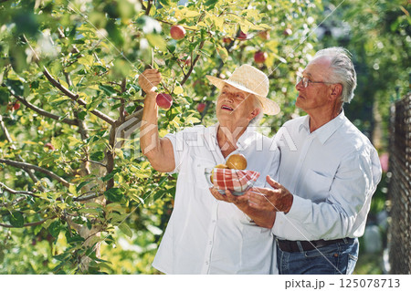 With apples. Lovely senior couple is in the garden together With apples. Lovely senior couple is in the garden together 125078713