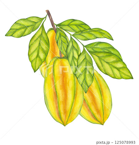 Watercolor Starfruit hanging from branch, green leaves foliage. Whole yellow tropical Averrhoa carambola Bilimbi fruit. Botanical exotic star apple. Hand drawn illustration isolated white background 125078993