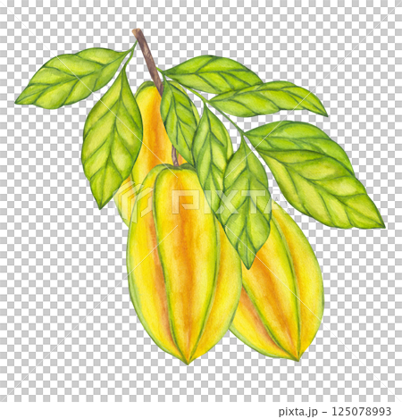 Watercolor Starfruit hanging from branch, green leaves foliage. Whole yellow tropical Averrhoa carambola Bilimbi fruit. Botanical exotic star apple. Hand drawn illustration isolated white background 125078993