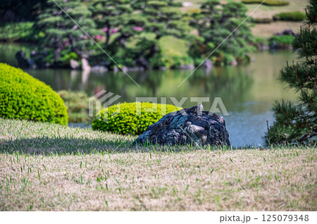 池のある庭園 125079348